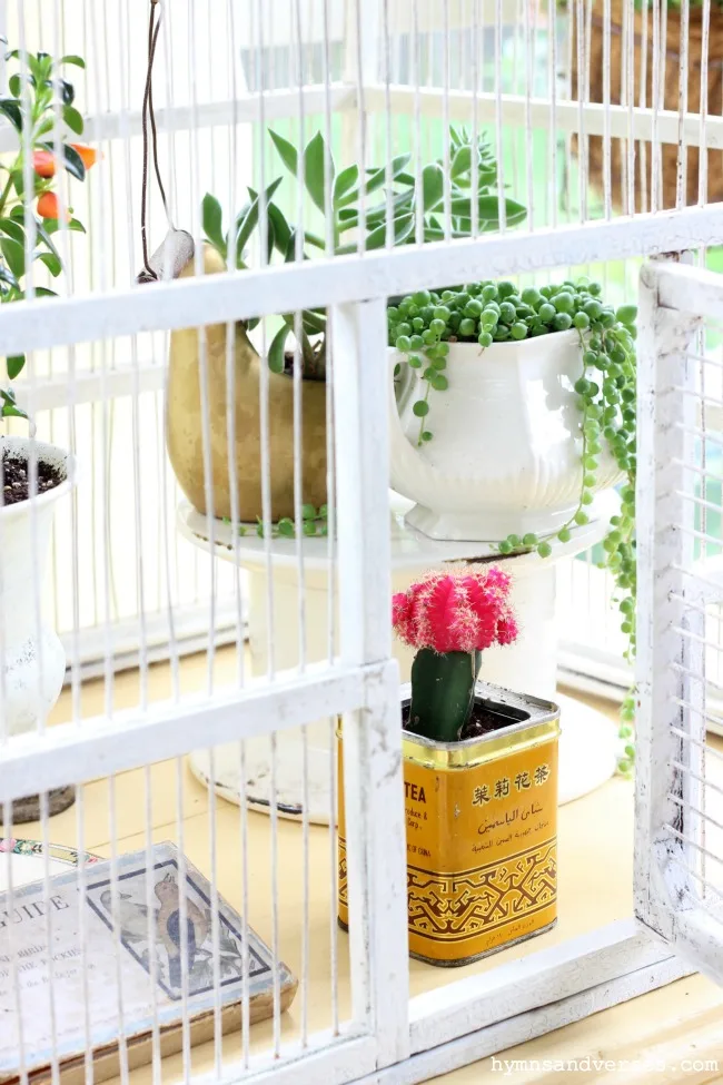 Cactus and Succulents in Vintage Bird Cage - Summer Porch Decor