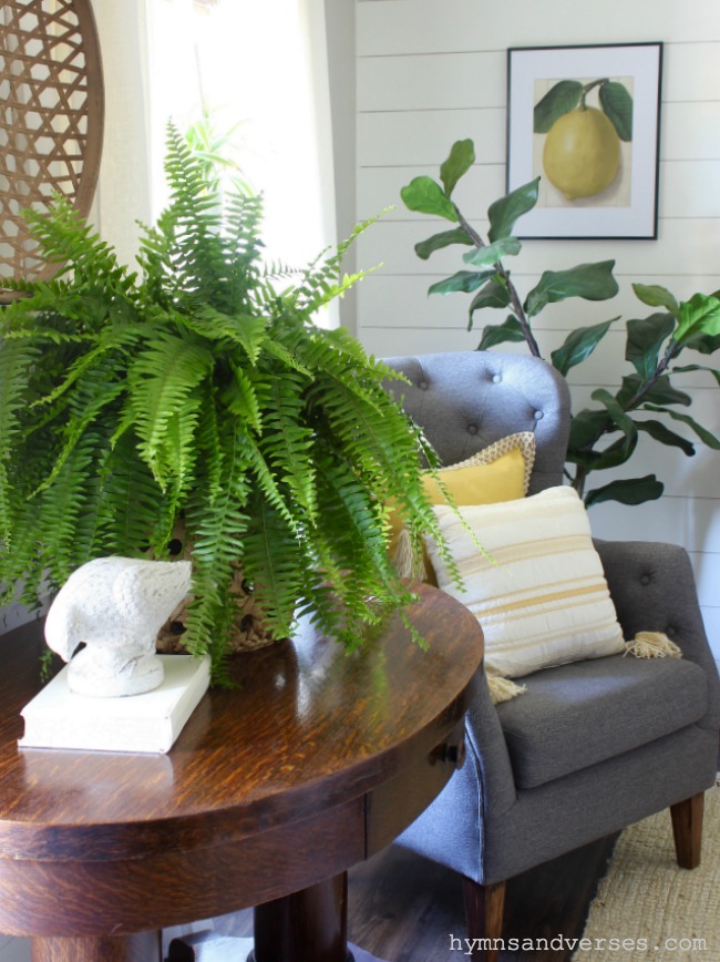 Large Fern on Library Table.