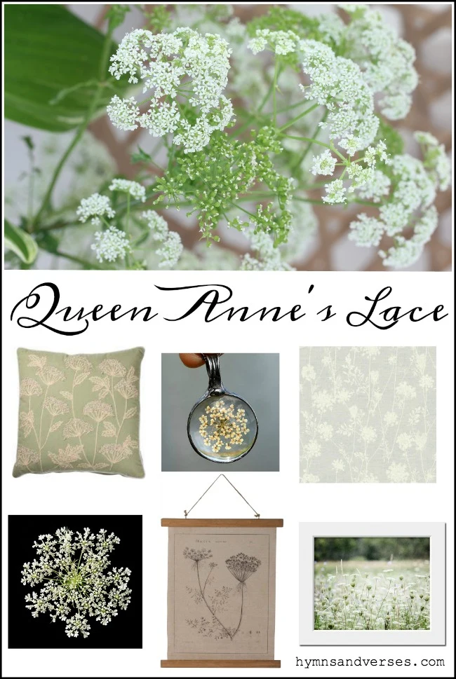 Queen Anne's Lace Products for Sale