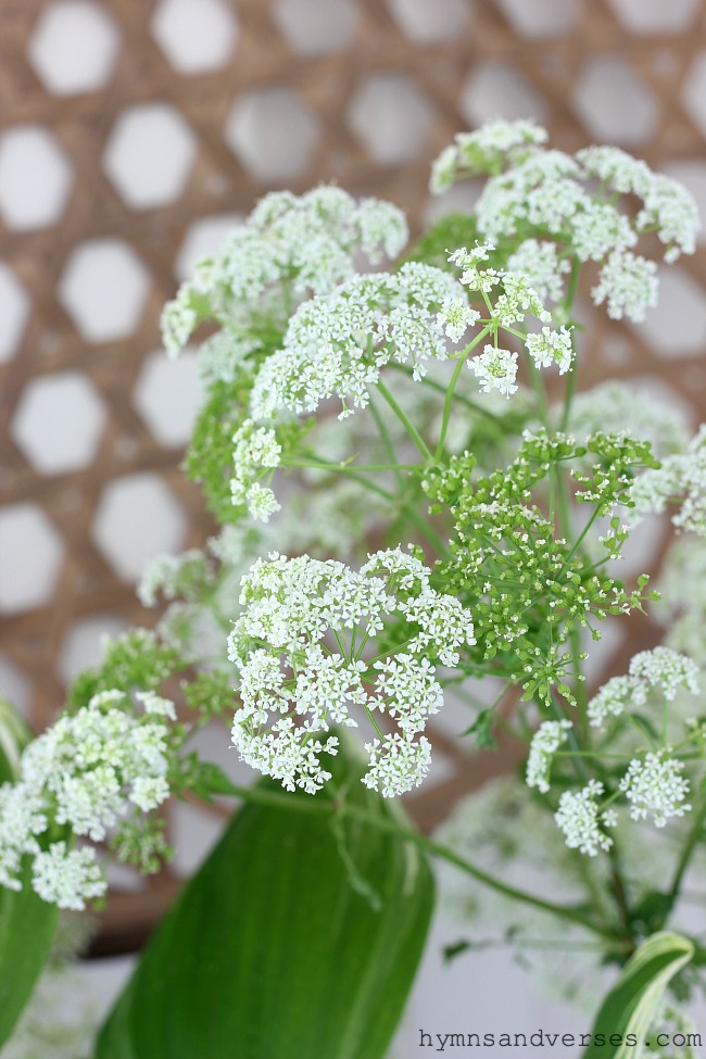 queen anne's lace