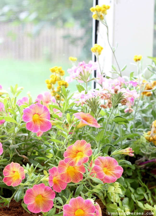 Pink, Orange and Yellow Summer Annuals - Porch Decor