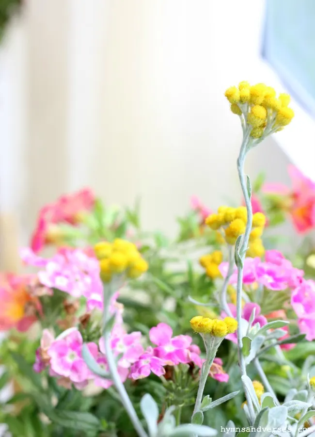 Summer Annuals - Summer Porch Decor