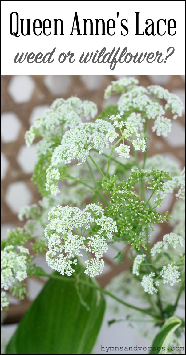 Queen Anne's Lace - Weed or Wildflower?