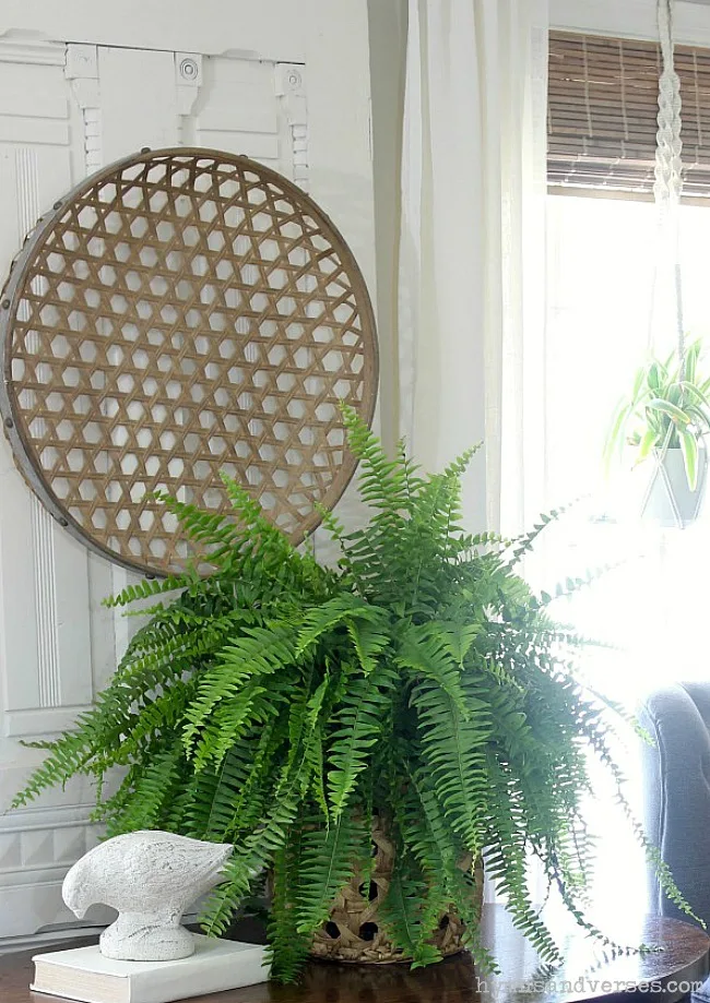 Boston Fern - Safe House Plant for Cats
