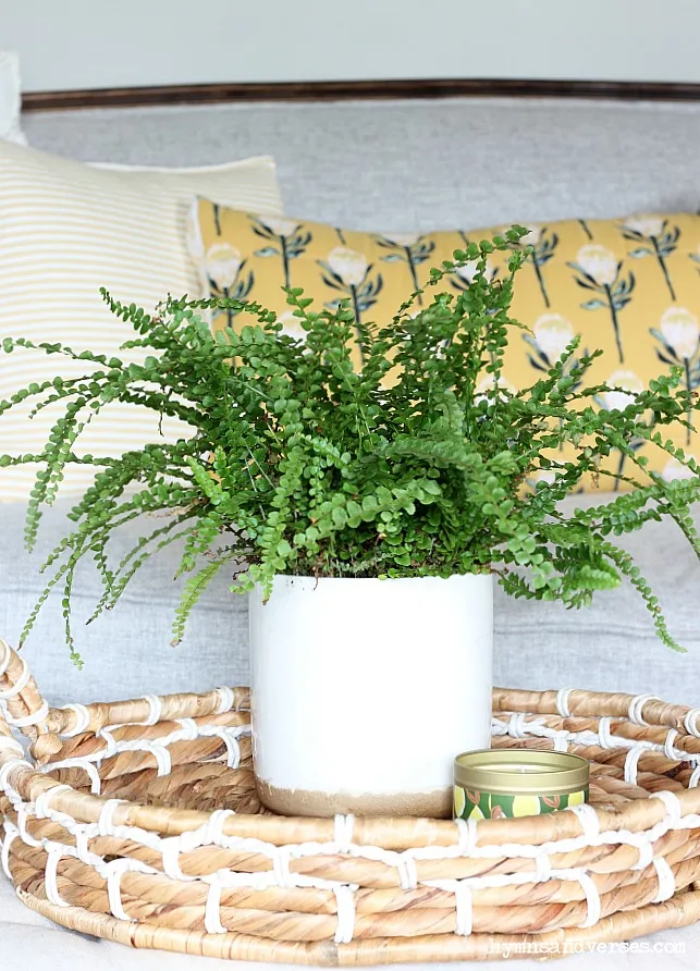 Lemon Button Fern in basket tray