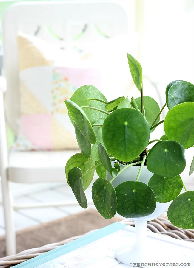 Pilea Plant in Milk Glass