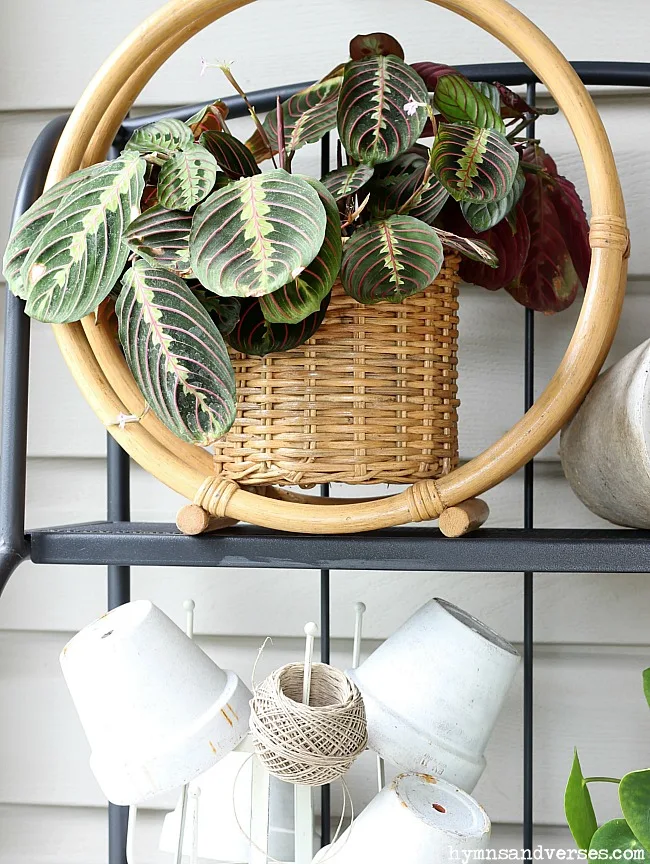 Prayer Plant in Rattan Basket