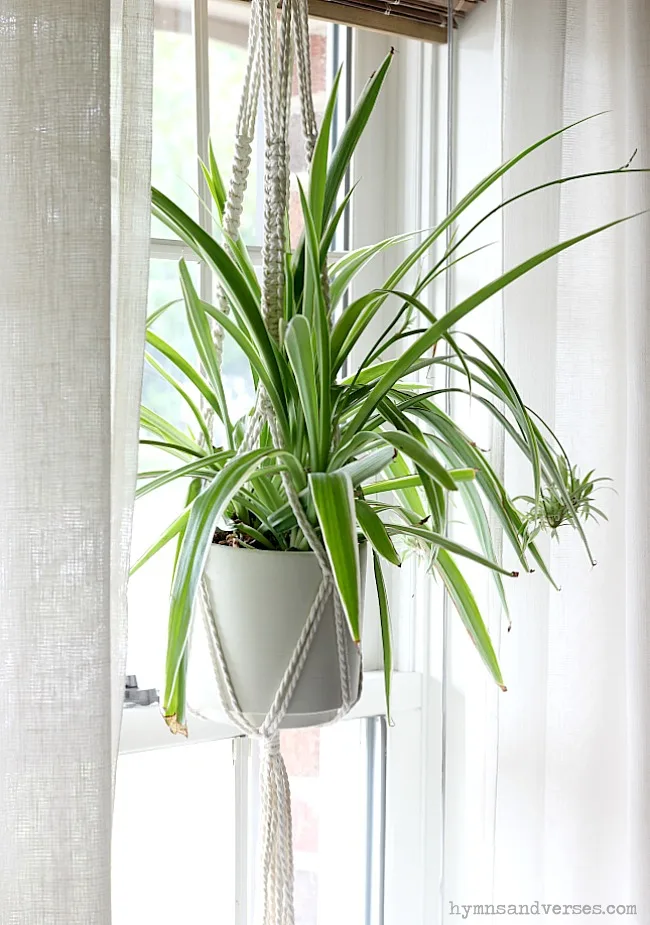 Spider Plant in Macrame Hanger