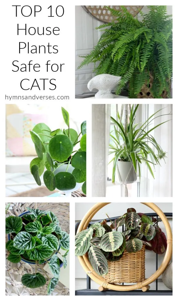 Top 10 House Plants Safe for Cats