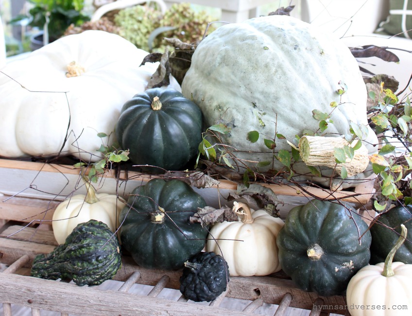 Fall Pumpkins and Gourds