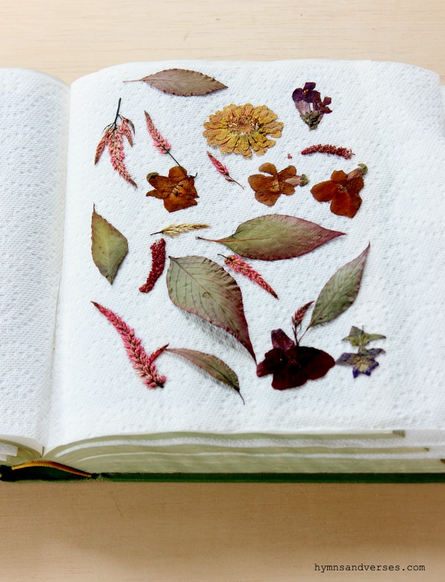 Variety of Fall Pressed Flowers