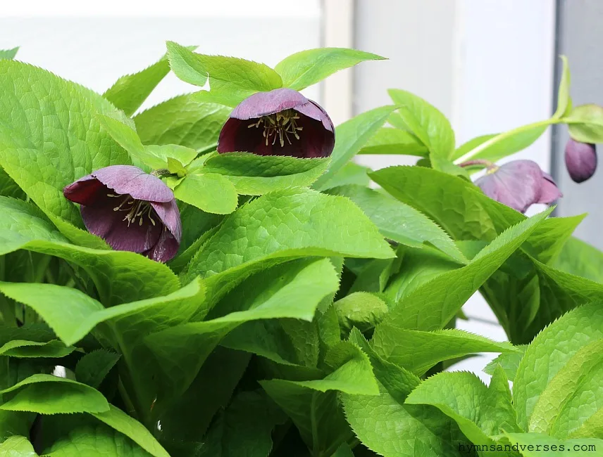 Dark Purple Lenten Rose - Hymns and Verses Blog