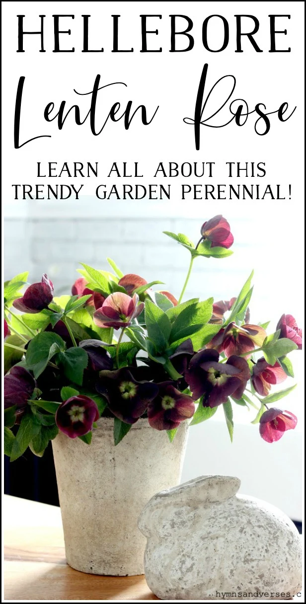 Hellebore Lenten Rose - Learn all about this trendy garden perennial - Hymns and Verses Blog