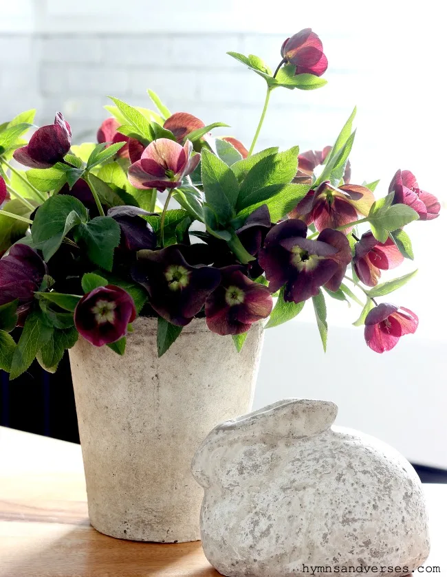 Hellebore, Purple Lenten Rose Spring Flower Arrangement - Hymns and Verses