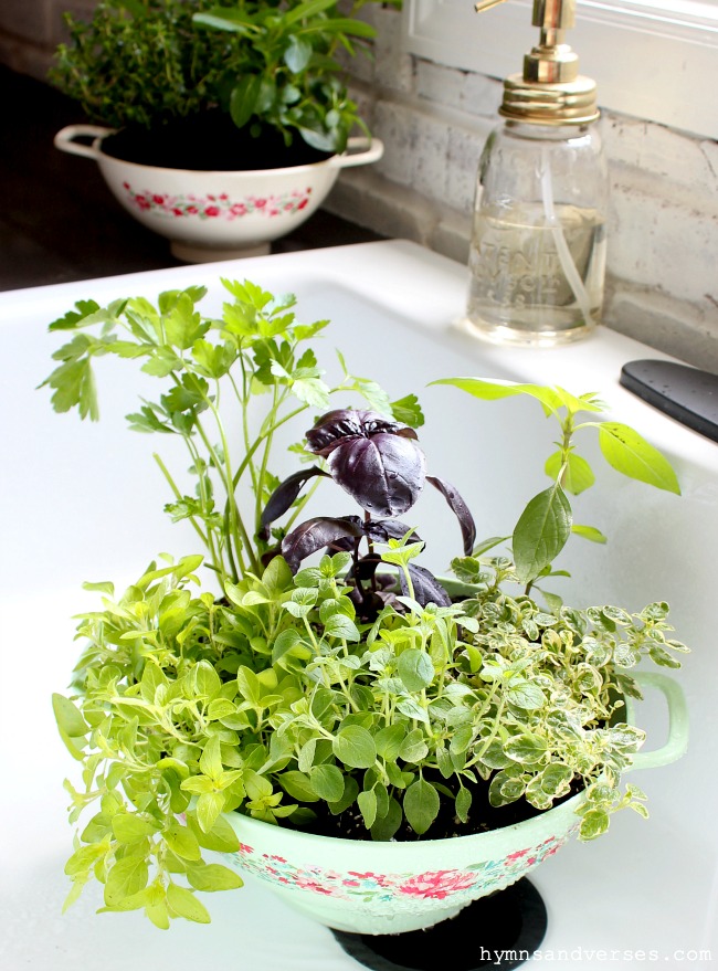 Water a Kitchen Colander Planter in the Sink - Hymns and Verses Blog