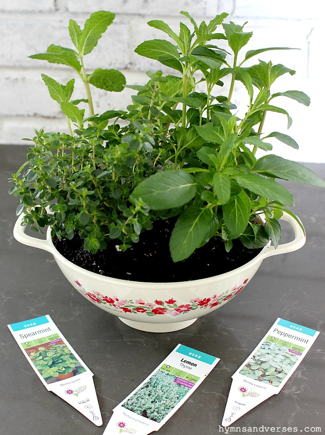 Kitchen Colander Planter with Herbs for Tea - Hymns and Verses Blog