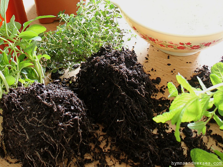 Planting Herbs in a Kitchen Colander - Hymns and Verses