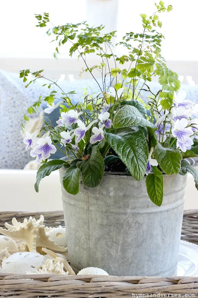 Annual Lady's Slipper (streptocarpus) in a vintage galvanized bucket with sea shells - Hymns and Verses Blog