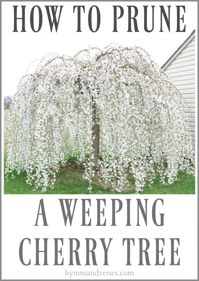 How to Prune a Weeping Cherry Tree - Hymns and Verses