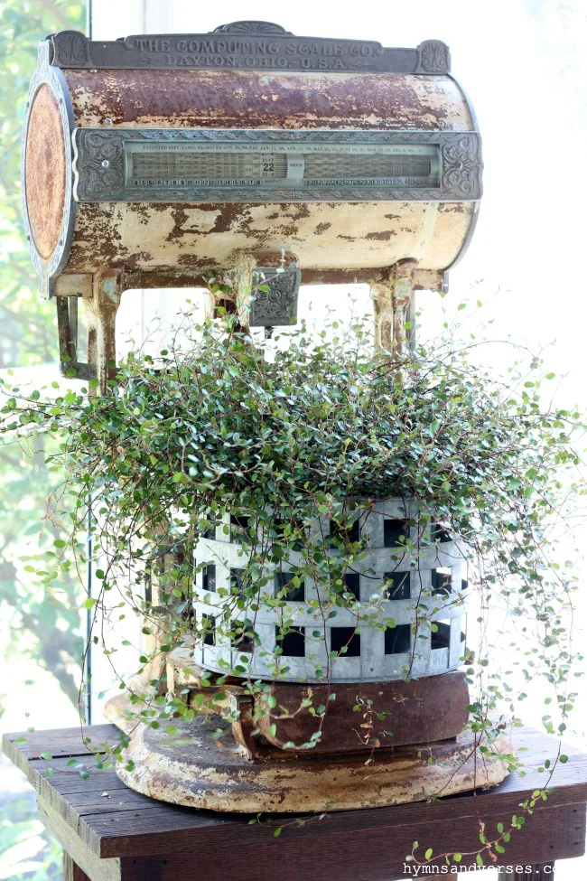 Large vintage grocery scale and galvanized basket of wire or angel vine - Hymns and Verses Blog