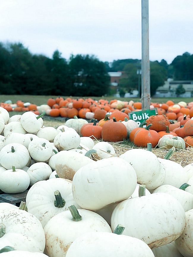 Tips for Picking a Pumpkin - Duke Manor Farm