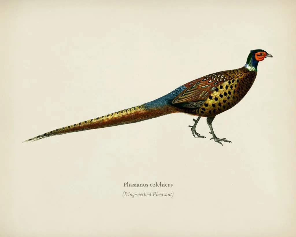 Vintage Pheasant Image