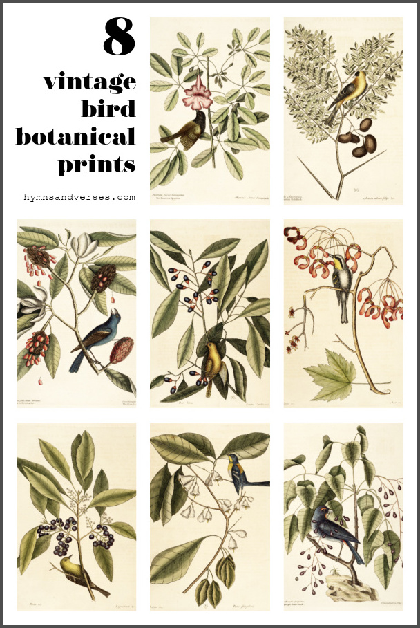 8 Vintage Bird Botanical Prints