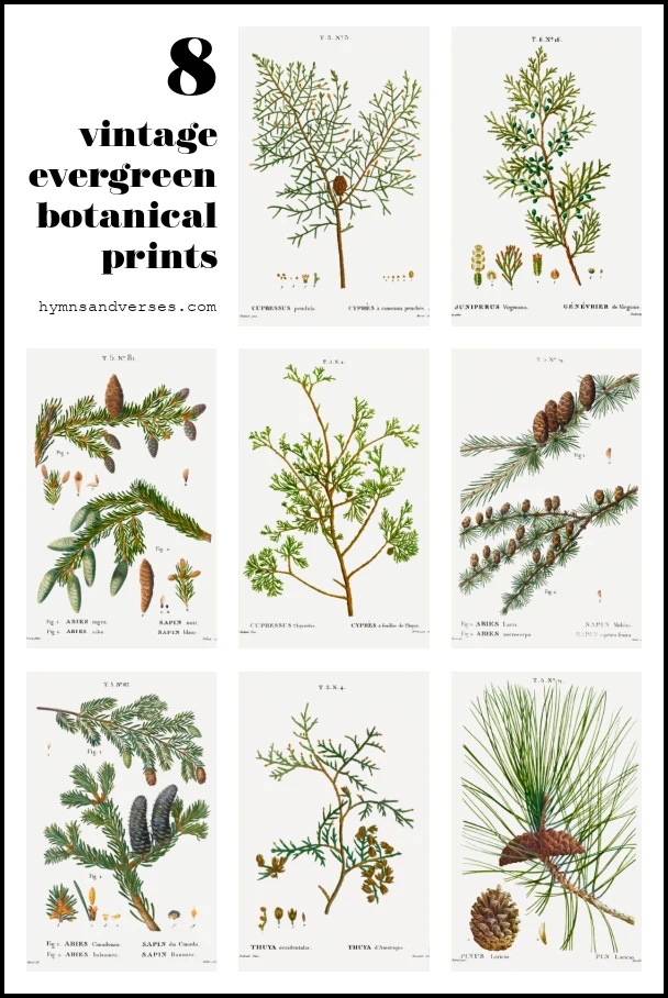 8 Vintage Evergreen Botanical Prints