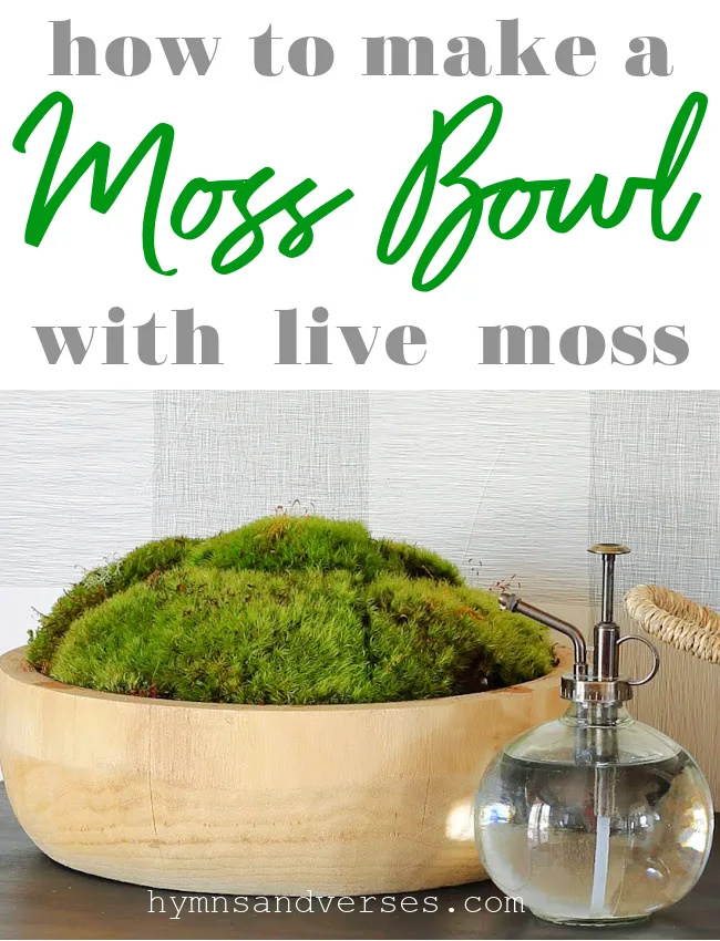 How to Make a Moss Bowl with Live Moss