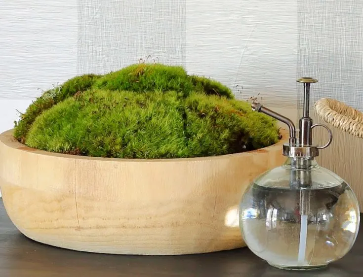 Moss Centerpiece Dough Bowl Preserved Moss Planter Decorative Mood Moss Bowl  