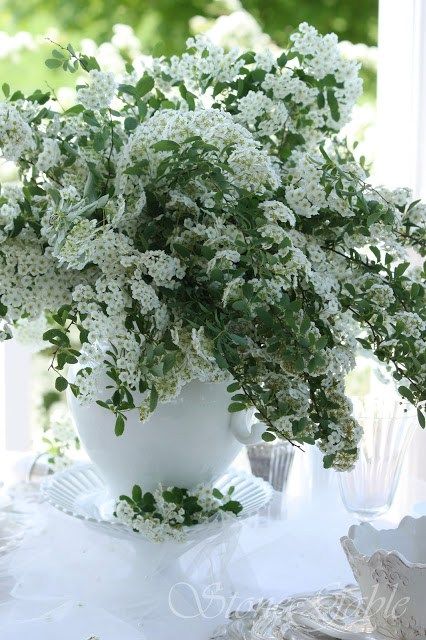 Image of Bridal wreath in a vase