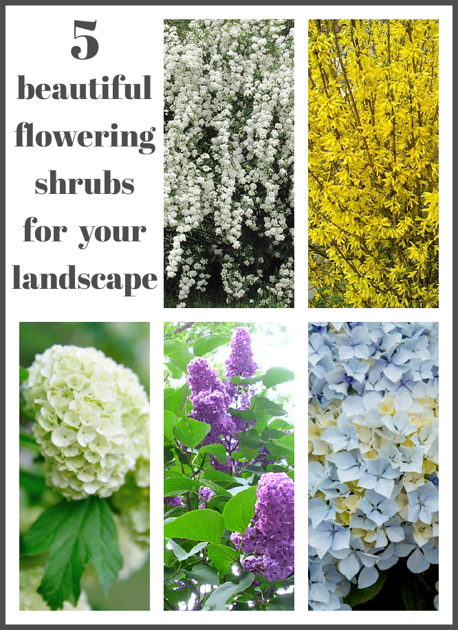 5 Flowering Shrubs for your Landscape