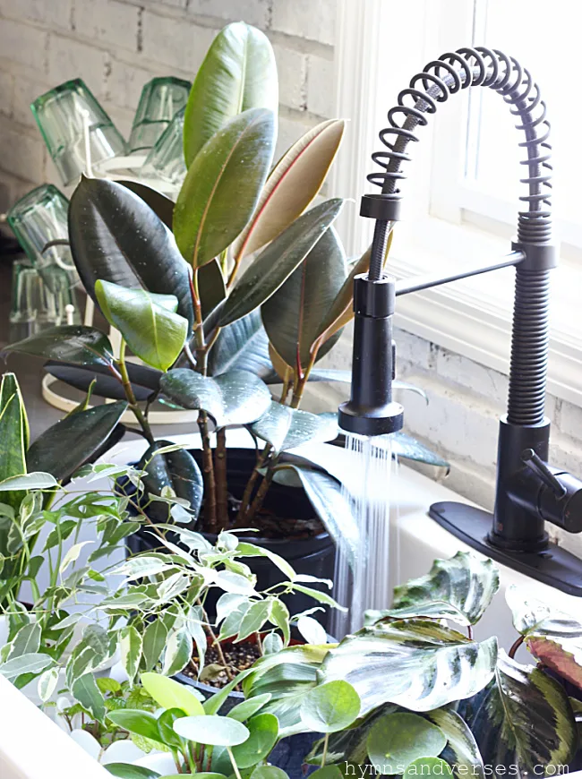 Watering house plants in farmhouse sink