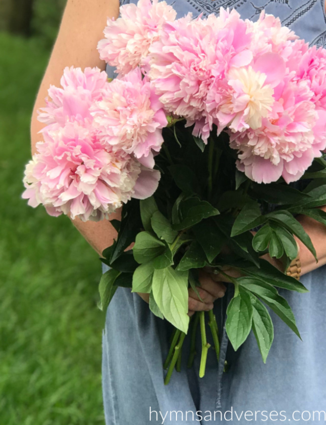 How To Grow Peonies From Seed: Peony Growing & Care Guide - It's Me Lady G