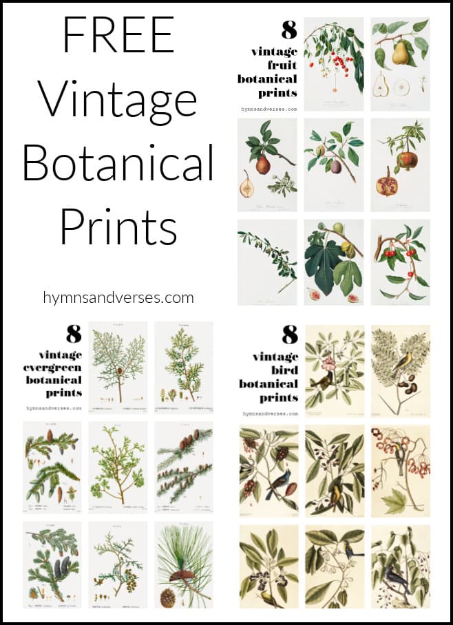 Free Vintage Botanical Prints to Download and Print | Hymns and Verses