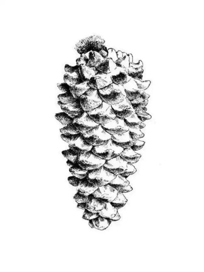 Vintage Pinecone Etching Printable from Hymns and Verses