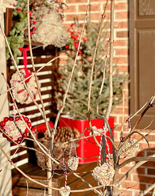 Heart shaped bird seed ornaments hanging from tree branches.